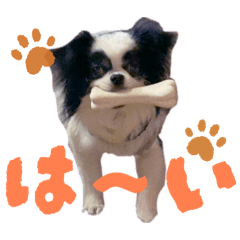 northvillage_20260423234214