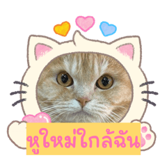 Kiri cat_20260424093114