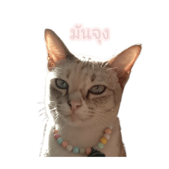 WIYADA_20260424101803