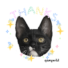 king of Hon_20260424105504