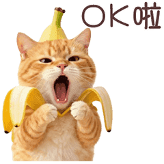 ✧∇✧香蕉小猫=✧∇✧=