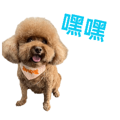 U娜 小虎 貝利 Q比