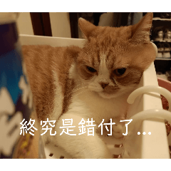 錢錢的厭世日常