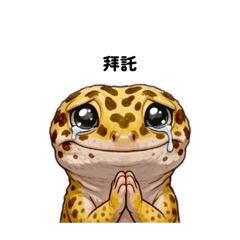 可愛守宮，斑斑～頭上有一顆迷人的愛心