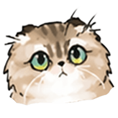Scottish Fold Yochan