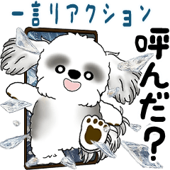 Moving B&W Shih tzu  (One word reaction)