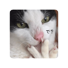 nyanko_20260424013724