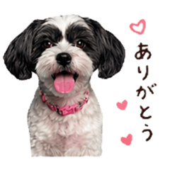 もちのハッピーライフ