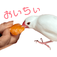 kappa_20260424074648