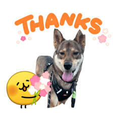 yoshimi_20260424084339