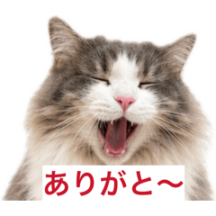 mahiro_20260424085931