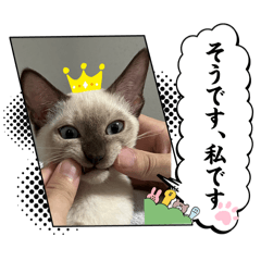 saaya_20260424121833