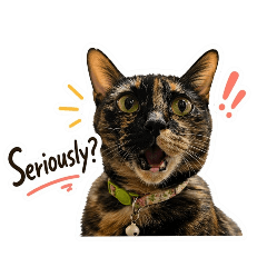 Daily dose of cat v1.