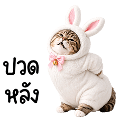แมวสลิดหมวกกระต่ายน่ารัก
