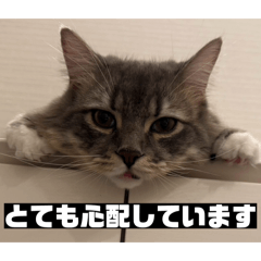 shirasutokomugi_20260424092200