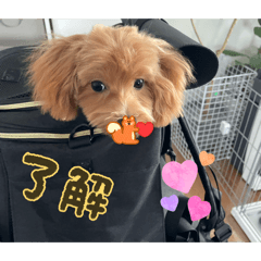 JINA_20260424100927