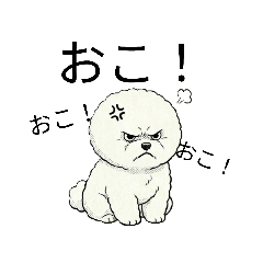 A plump, grumpy Bichon Frise