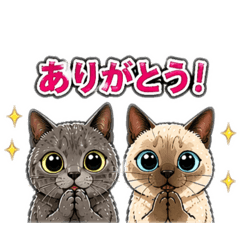 chef bear_20260424124849