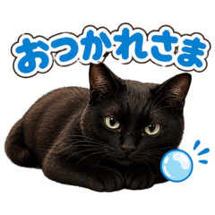 shoma_20260424112102