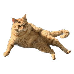 Fluffy Orange Tabby - 24 Moods