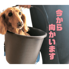 chiii_20260424133207