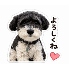 Rutile Quartz_20260424133602