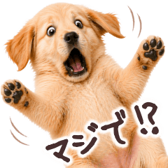 ゴールデンレトリバー子犬★毎日の日常会話