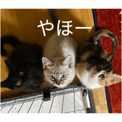 CAT FAMILY in K_20260424143356