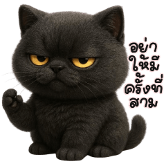 Black cat Guan