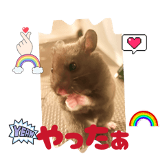 w.coo_20260424162859
