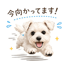 kipiku_20260424164011