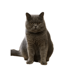 yume725_20260424175646