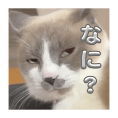 nemnem_20260424180201