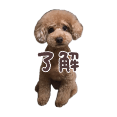 Azu_pop_20260424180254