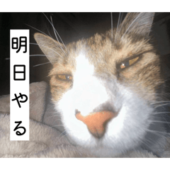 higashin.inc_20260424130637