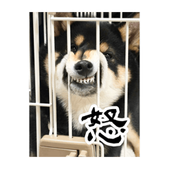 maegami_20260424132640