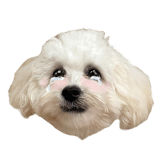 ramm921_20260424131514