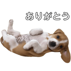 chipuzou_20260424141300