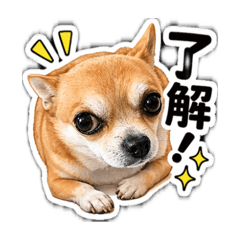 SASUKE stamp_20260424155204