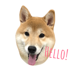 shiba hello