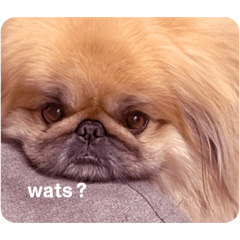 Grooovy_20260424195836