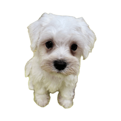 kyon kyon_20260424201522