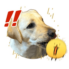 うちの子のこのこ「happy puppy」