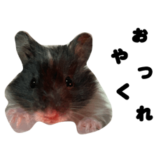 hamuko_20260424202821