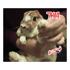 usapanz_20260424203657