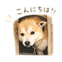 ayaka_20260424203411