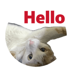 吃不停的陳布丁-社畜版