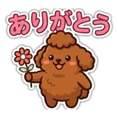 Active Everyday Life of a Cute Poodle