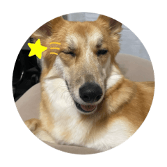 chevy3150_20260424213551