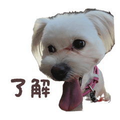 Fluffy Maru’s Daily Stickers